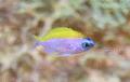 Damselfish - Sunshinefish - Chromis insolata