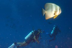 Spadefish - Circular Spadefish(Circular Batfish) - Platax orbicularis