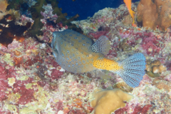 Trunkfish - Yellow Boxfish - Ostracion cubicus