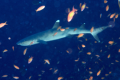 Sharks - Whitetip Reef Shark - Triaenodon obesus