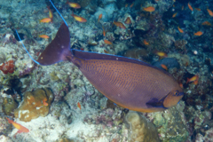 Surgeonfish - Bignose Unicornfish - Naso vlamingii