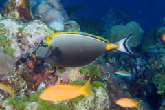 Surgeonfish - Orangespine Surgeonfish - Naso lituratus