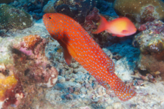 Groupers - Coral Grouper - Cephalopholis miniata