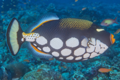 Triggerfish - Clown Triggerfish - Balistoides conspicillum