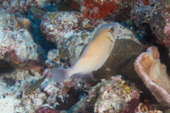 Triggerfish - Boomerang Triggerfish - Sufflamen bursa