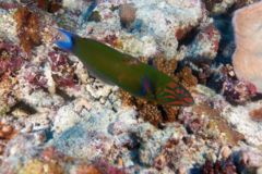 Wrasse - Crescent Wrasse - Thalassoma lunare