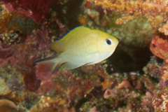 Damselfish - Ternate Chromis - Chromis ternatensis