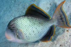 Triggerfish - Yellowmargin Triggerfish - Pseudobalistes flavimarginatus