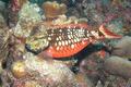 Parrotfish - Stoplight Parrotfish - Sparisoma viride