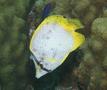 Butterflyfish - Spotfin Butterflyfish - Chaetodon ocellatus