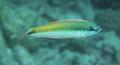 Wrasse - Rainbow Wrasse - Halichoeres pictus