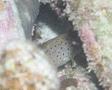 Seabasses - Spotted Soapfish - Rypticus subbifrenatus