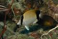 Butterflyfish - Reef Butterflyfish - Chaetodon sedentarius