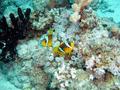 Damselfish - Red Sea Anemonefish - Amphiprion bicinctus