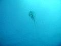 Jellyfish - Warty Jellyfish - Pelagia noctiluca