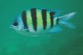 Damselfish - Indo-Pacific Sergeant - Abudefduf vaigensis