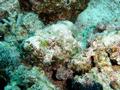 Scorpionfish - Devil Scorpionfish - Scorpaenopsis diabolus