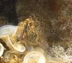 Blennies - Shanny - Lipophrys pholis