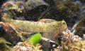 Blennies - Sphinx Blenny - Aidablennius sphynx