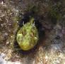 Blennies - Surprise Blenny - Parablennius incognitus