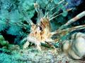 Lionfish - Lionfish - Pterois miles