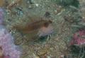 Blennies - Variable Blenny - Parablennius pilicornis