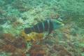 Wrasse - Barred Thicklip Wrasse - Hemigymnus sexfasciatus