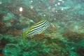 Grunts - Oriental Sweetlips - Plectorhinchus orientalis