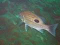 Snappers - Longspot Snapper - Lutjanus fulviflamma