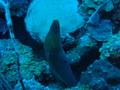 Moray - Green Moray - Gymnothorax funebris