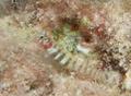 Gobies - Semiscaled goby - Elacatinus pallens