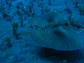 Flying Gurnard - Flying Gurnard - Dactylopterus volitans