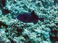 Triggerfish - Blue Triggerfish - Pseudobalistes fuscus