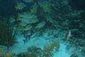 Snappers - Schoolmaster - Lutjanus apodus