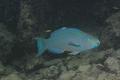 Parrotfish - Queen Parrotfish - Scarus vetula