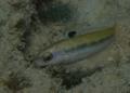 Wrasse - Bluehead Wrasse - Thalassoma bifasciatum