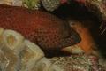 Groupers - Graysby - Cephalopholis cruentatus