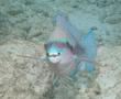 Parrotfish - Striped Parrotfish - Scarus iserti