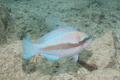 Parrotfish - Striped Parrotfish - Scarus iserti