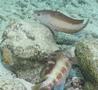 Groupers - Coney - Cephalopholis fulvus