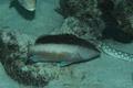 Groupers - Coney - Cephalopholis fulvus