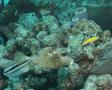 Trunkfish - Spotted Trunkfish - Lactophrys bicaudalis
