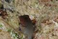 Blennies - Redlip Blenny - Ophioblennius macclurei