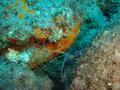 Shrimps - Pederson Cleaner Shrimp - Periclimenes pederson