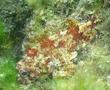 Scorpionfish - Dwarf Rockfish - Scorpaena loppei