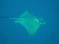 Stingrays - Common Eagle Ray - Myliobatis aquila