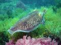 Cephalopoda - Common Cuttlefish - Sepia Officinalis