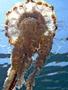 Jellyfish - Compass Jellyfish - Chrysaora hysoscella