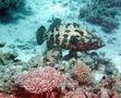 Groupers - Marbled Grouper - Epinephelus polyphekadion