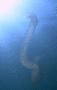 Siphonophore - Siphonophore - Forskalia edwardsii